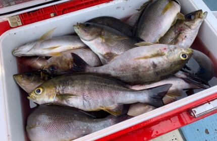 フカセ仕掛け・カゴ仕掛け