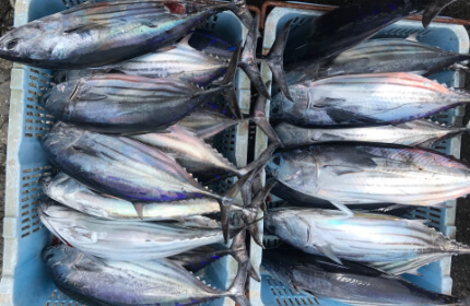 フカセ仕掛け・カゴ仕掛け