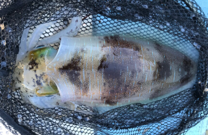 ジギング・タイラバ・ティップランエギング等／大島周辺